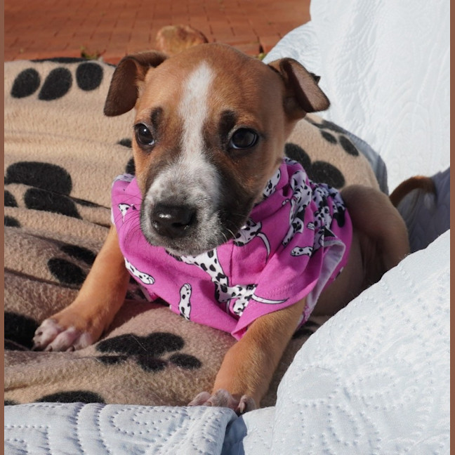 Photo of Chica