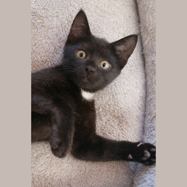 Photo of 🖤 Poppy 🖤