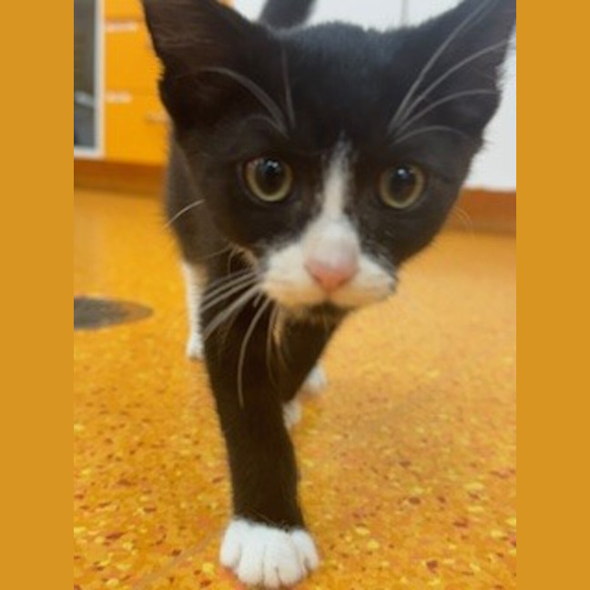Photo of Midnight
