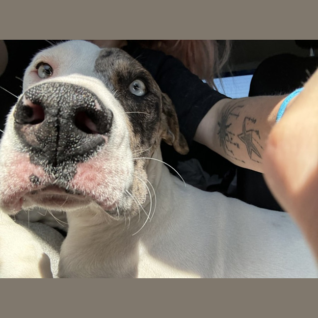 Photo of Cheetoh Puff