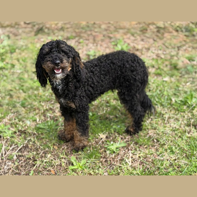 Photo of Teddy