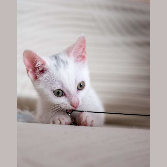 Photo of Pearl