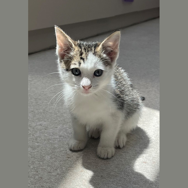 Photo of Mazda (8923)