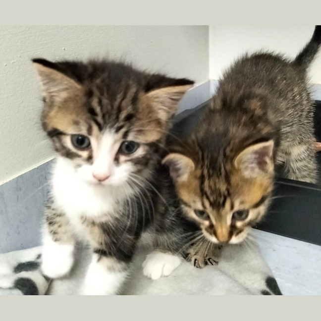 Photo of Cal Short For Calico