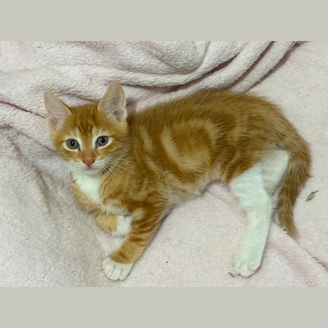 Photo of Simba 🐈🧡