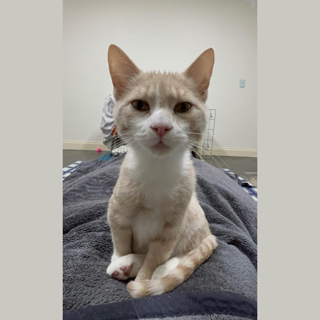 Photo of Creamy Alfredo