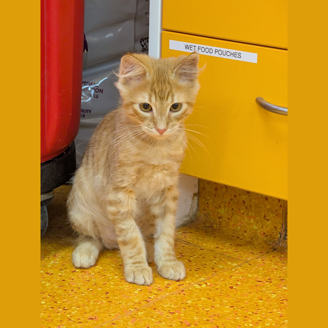Photo of Butterscotch