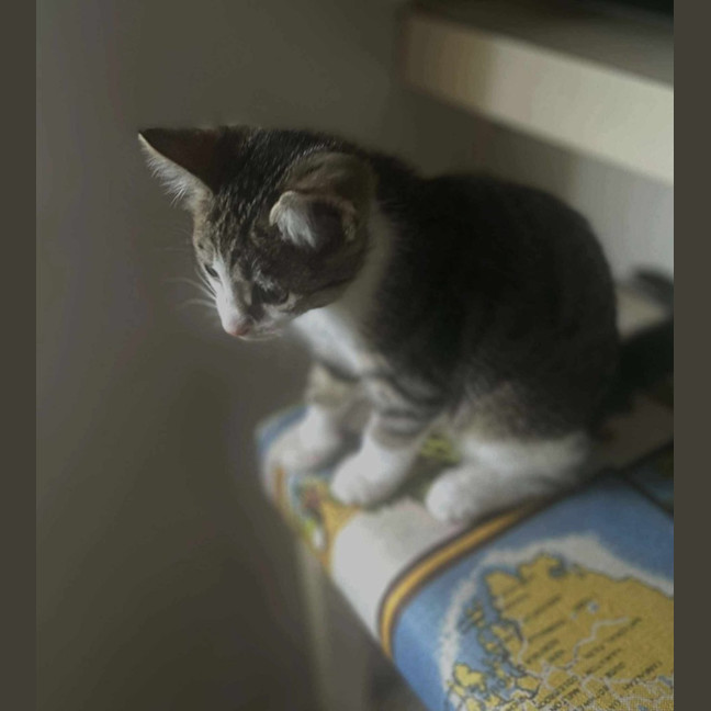 Photo of Miss Mittens