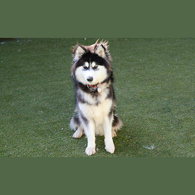Photo of Rosie 