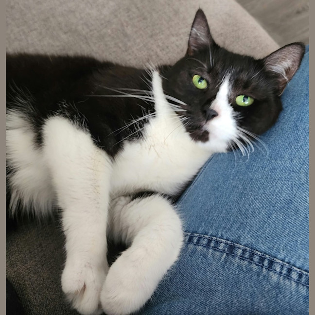 Photo of Dusty   In Foster Care In Ardeer