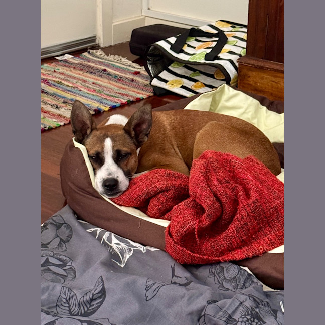 Photo of Baxter Biggles