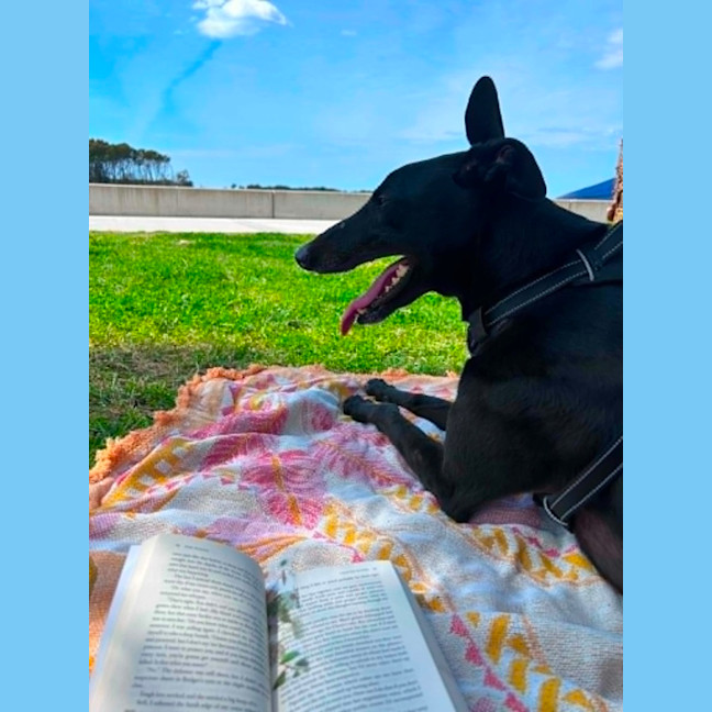 Photo of Digger, The Greyhound