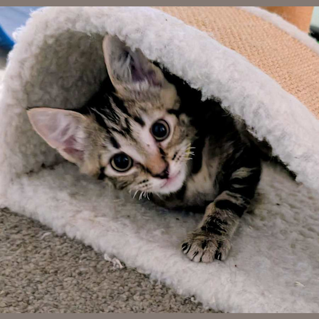 Photo of Alexander Meet Me@Petstock Chelsea Store 