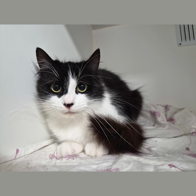 Photo of Suki