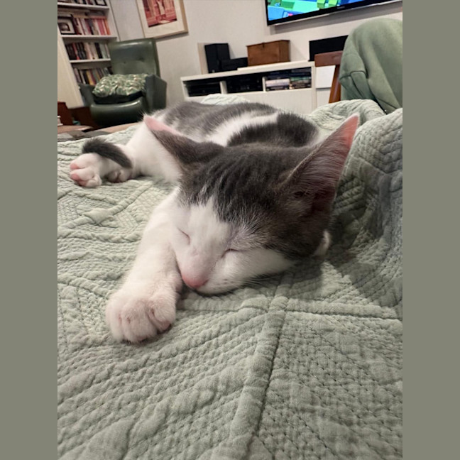 Photo of Bix 