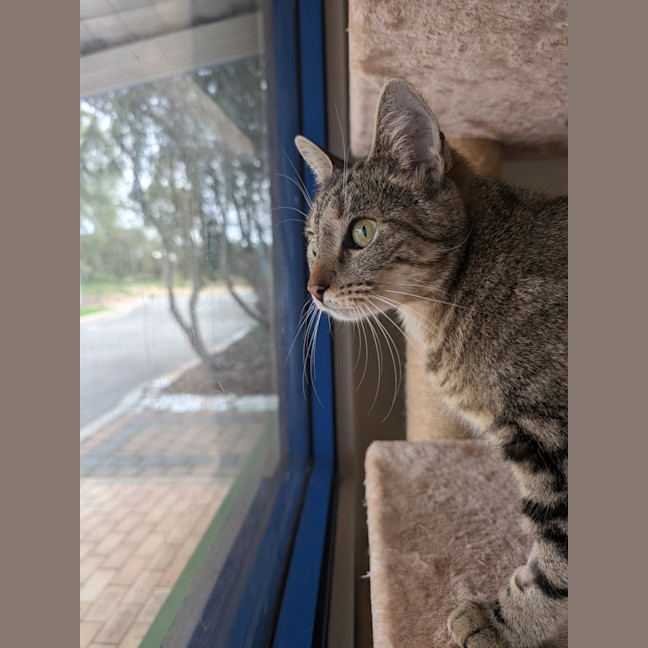 Photo of Kora