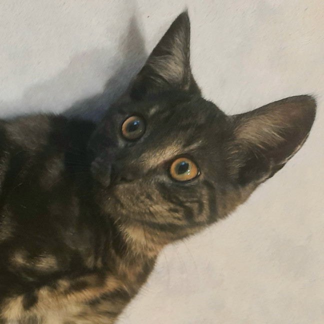 Photo of Odon   Located In Albert Park