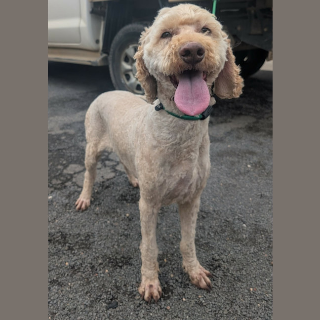 Photo of Tucker