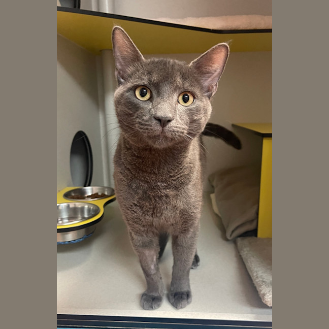 Photo of Atlas 