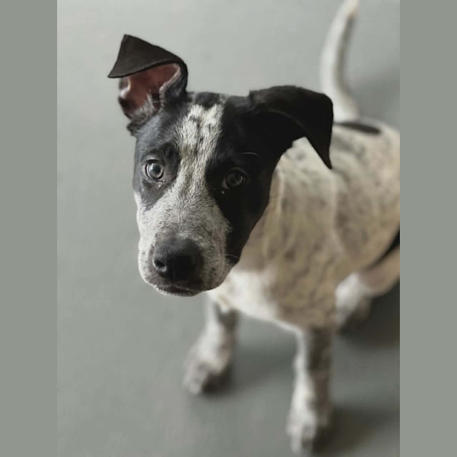 Photo of Diesel