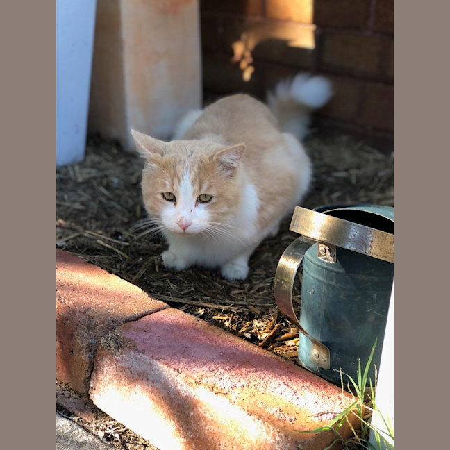 Photo of Pickles
