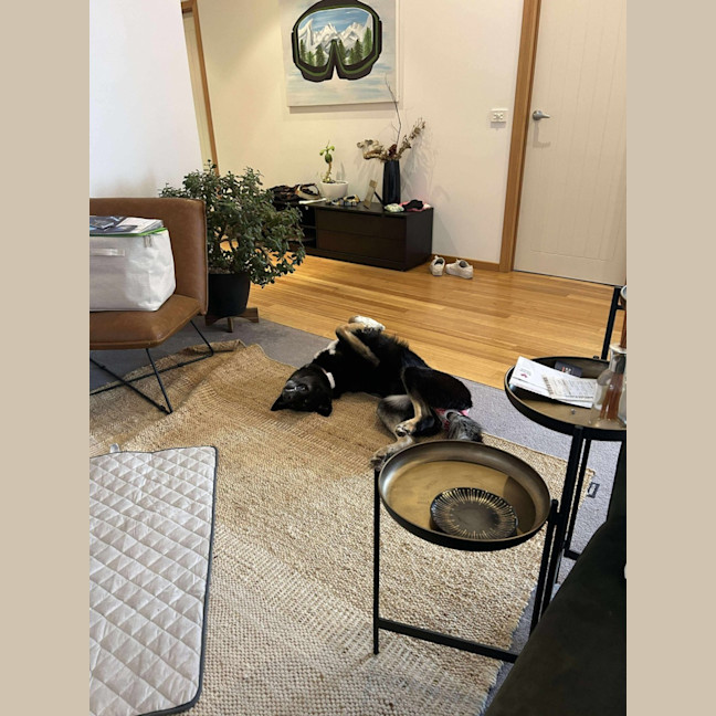 Photo of Black Forest