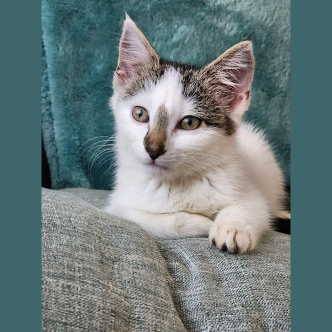 Photo of Bella