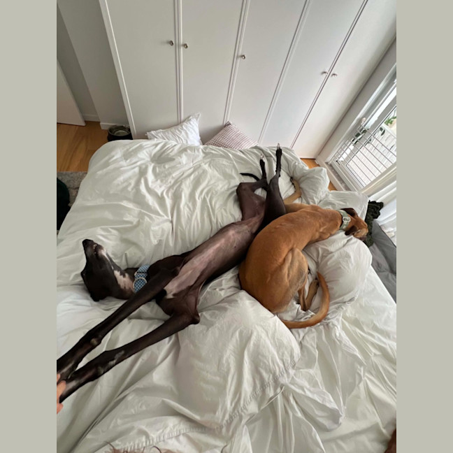 Photo of Ruby, The Greyhound