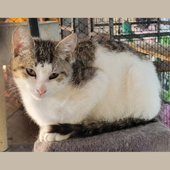 Photo of Patch