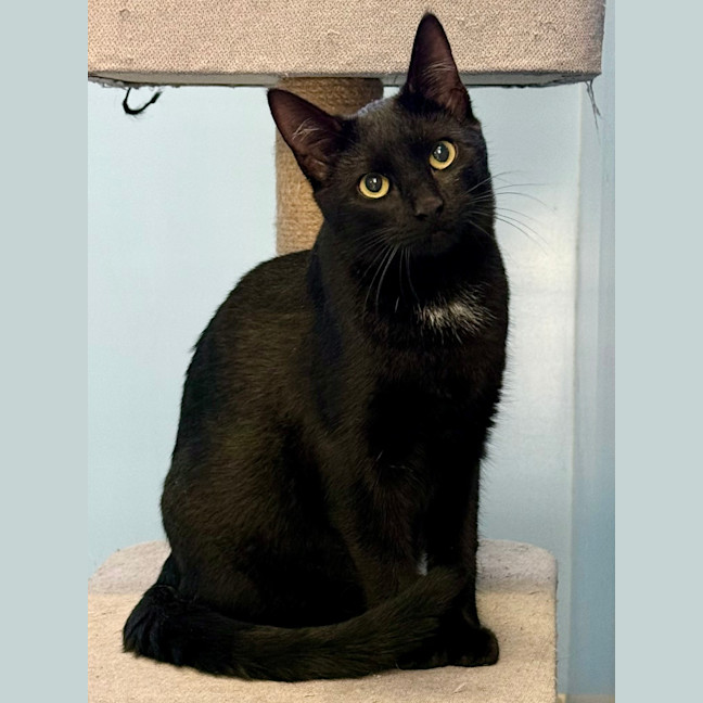 Photo of Raven