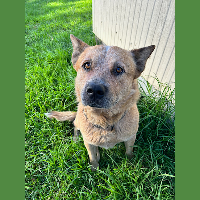 Photo of Ace