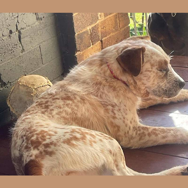 Photo of Bindi