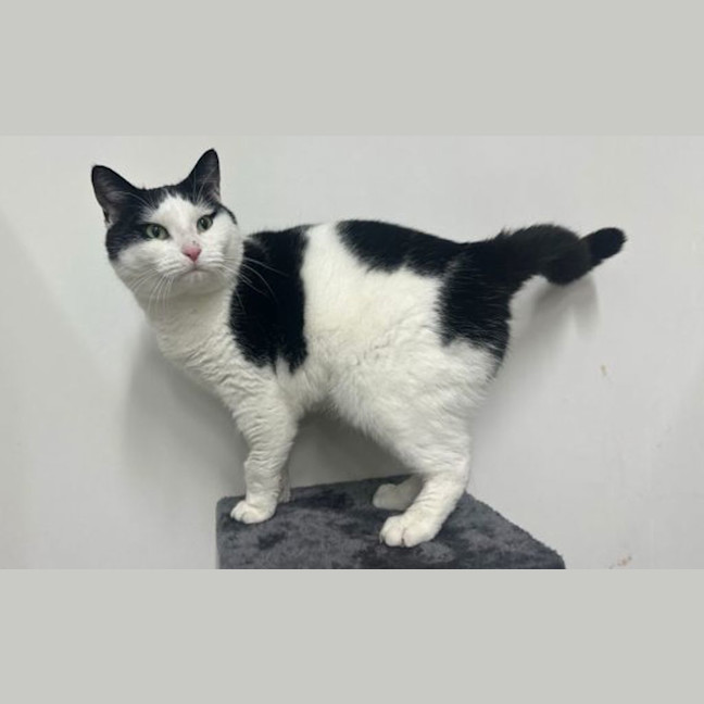 Photo of Puddy Cat