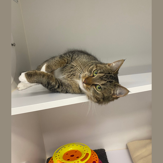 Photo of Luna