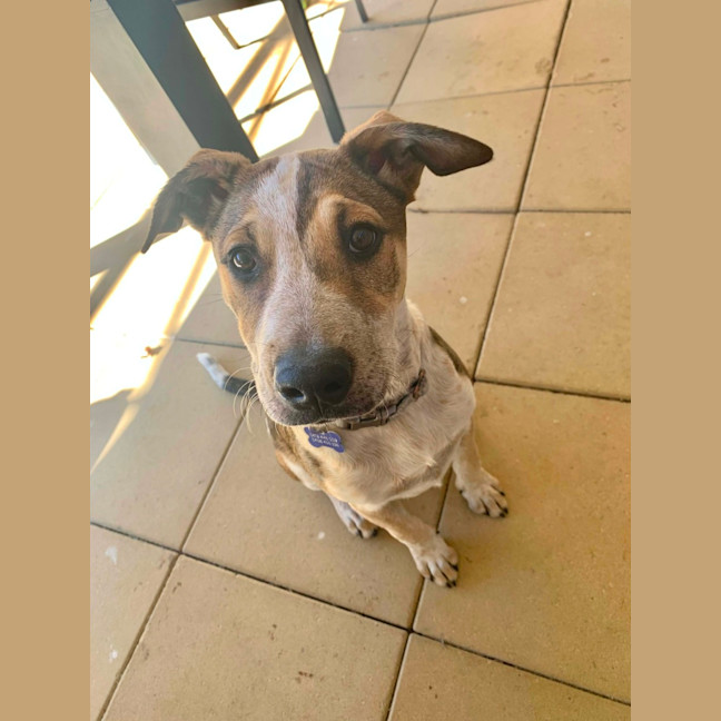 Photo of Hunter