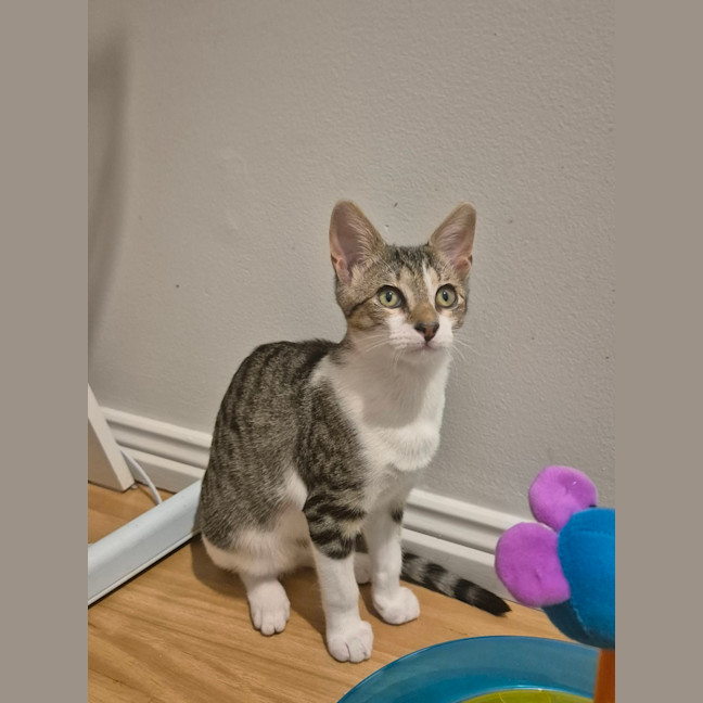 Photo of Willow