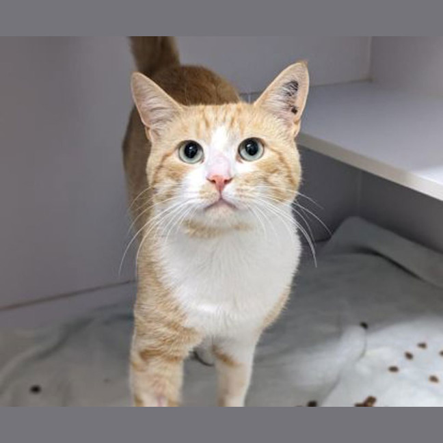 Photo of Butter Biscuit