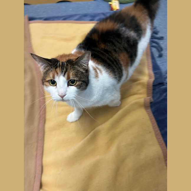 Photo of Pumpkin