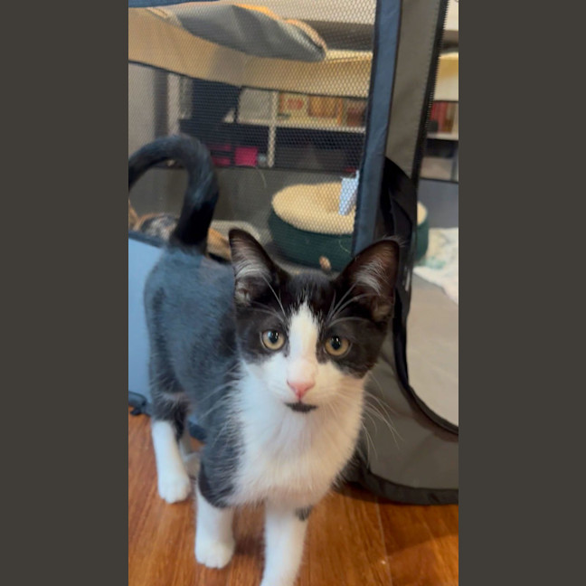 Photo of Alfred 