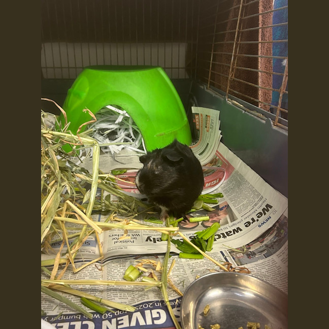 Photo of Fuzzy