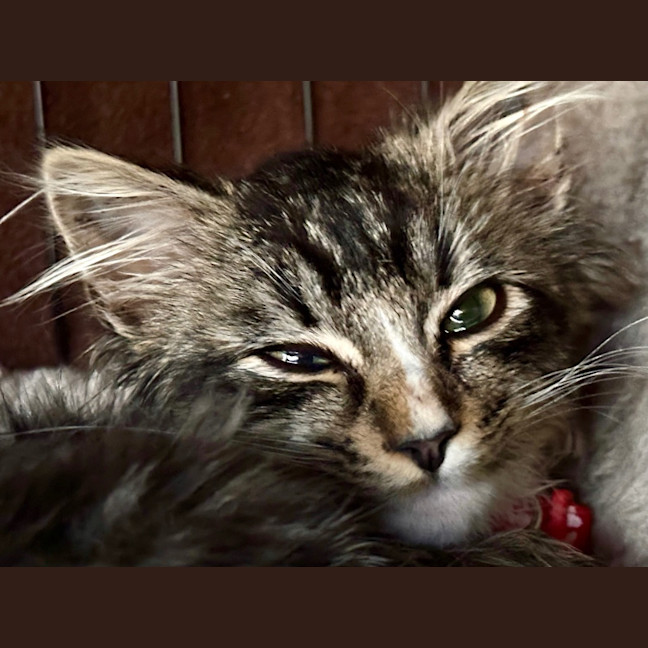 Photo of Koda Sim