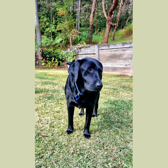 Photo of Willow   4 Year Old Labrador