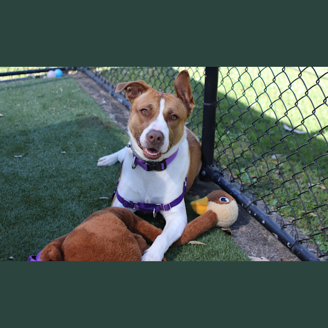 Photo of Bella