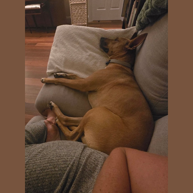 Photo of Harry   1 Year Old Ridgeback X