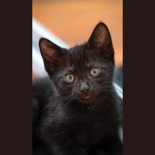 Photo of Sumi