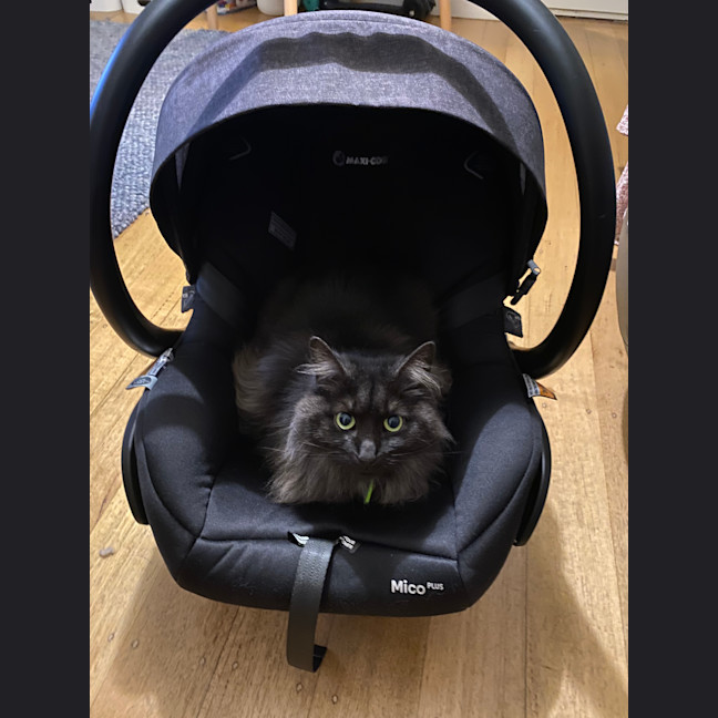 Photo of Phoebe