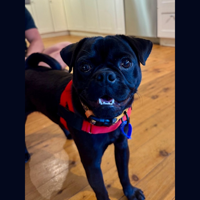 Photo of Archie   1 Year Old Pugalier