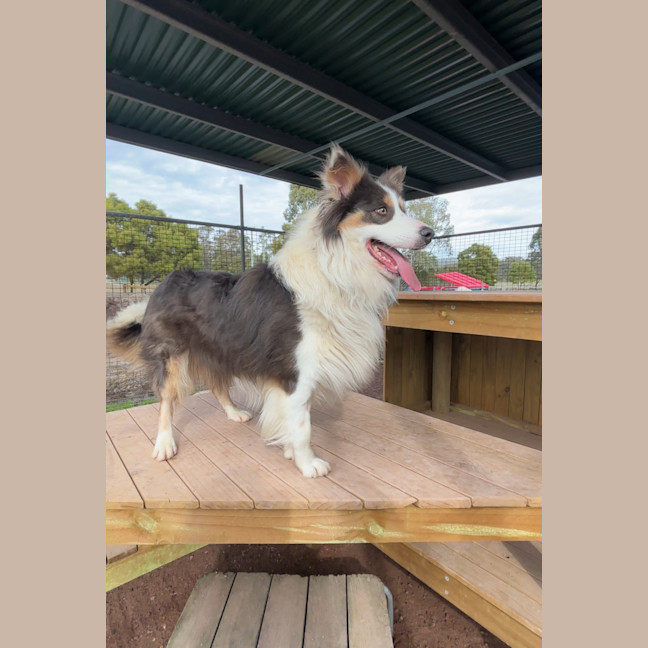 Photo of Toby