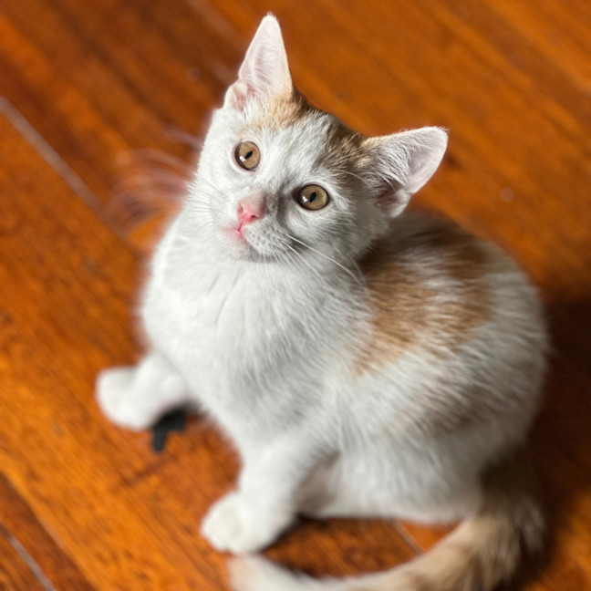 Photo of Arnie Purrito