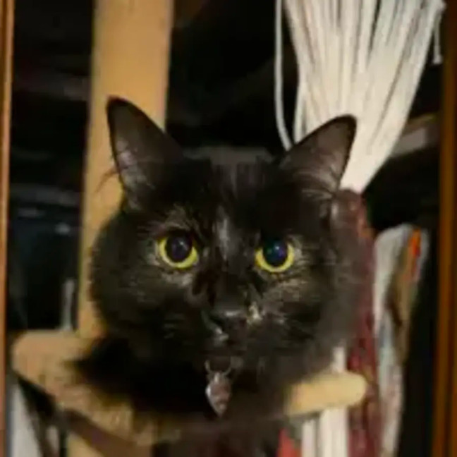 Photo of Sage